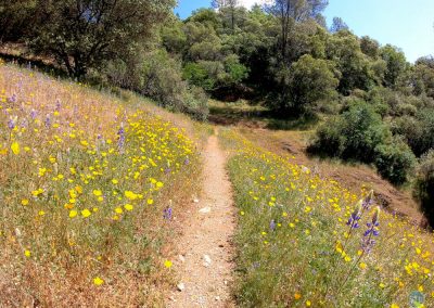 Desert Poppies near Middle Fork American River, CA