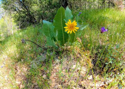 Mule's Ears Flower along Western States Trail near Middle Fork American River, CA