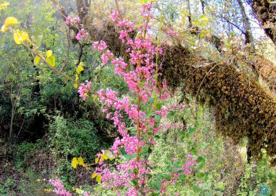 Western Redbud along Western States Trail near Middle Fork American River in California