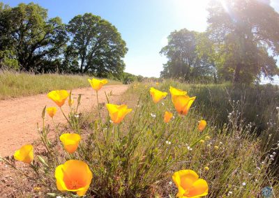 California Golden Poppies near Forresthill, CA