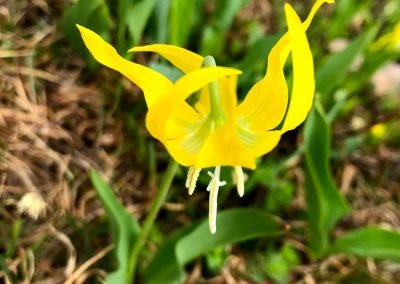 Glacier Lily (Snow Lily) flowers in Glacier National Park, Montana