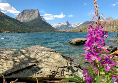 Fireweed flowers beside Saint Mary Lake in Glacier National Park, Montana