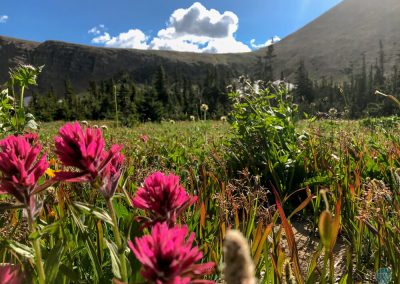 Red Indian Paintbrushes in Glacier National Park, Montana