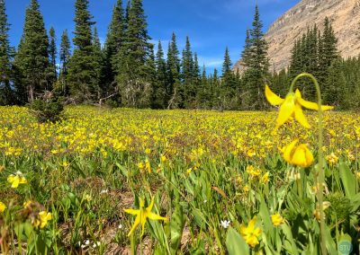 Glacier Lily (Snow Lily) in Glacier National Park, Montana