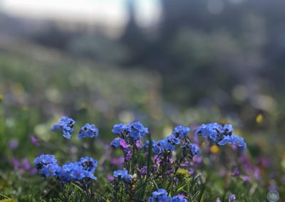 Alpine Forget-Me-Not in Glacier National Park, Montana