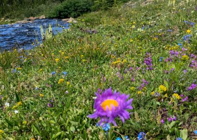 Purple Alpine Asters in Glacier National Park, Montana