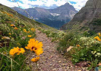 Blanket Flower in Glacier National Park, Montana