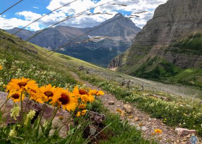 Blanket Flower in Glacier National Park, Montana