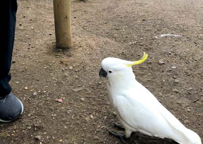 Cockatoo near Melbourne, Australia