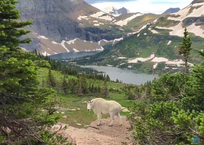 Mountain Goat in Glacier National Park, Montana