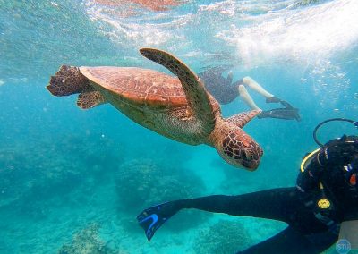 Green Turtle (or Hawksbill Turtle) in Great Barrier Reef