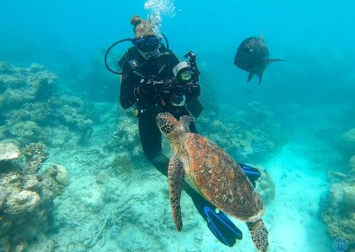 Green Turtle (or Hawksbill Turtle) in Great Barrier Reef