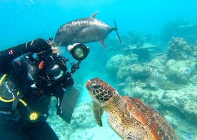 Green Turtle (or Hawksbill Turtle) in Great Barrier Reef