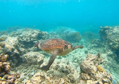 Green Turtle (or Hawksbill Turtle) in Great Barrier Reef