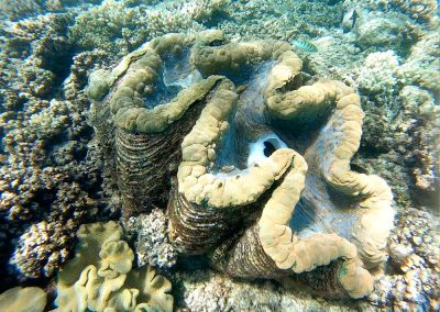 Giant Clam (Mammoth Mollusc) in Great Barrier Reef