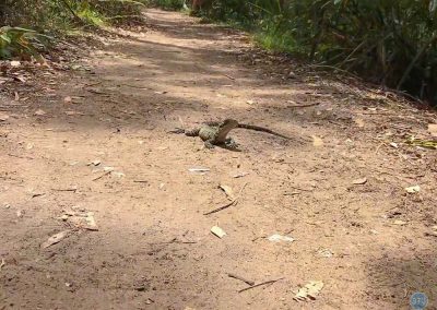 Water Dragon near Sydney, Australia