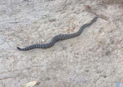 Northern Pacific Rattlesnake near Auburn, CA