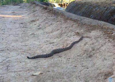 Northern Pacific Rattlesnake near Auburn, CA