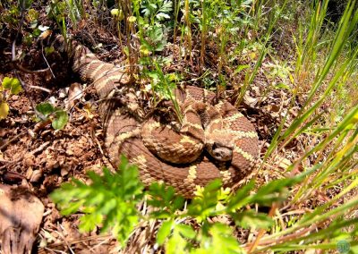Mojave Rattlesnake near Cool, CA