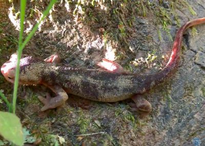 California Newt near Cool, CA
