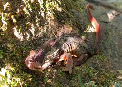 California Newt near Cool, CA