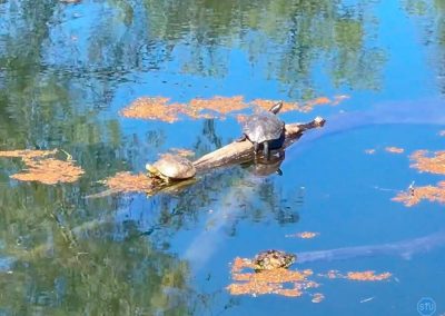 Turtles near Folsom Lake, CA