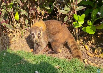 Coati near Tulum, Yucatán, Mexico
