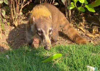 Coati near Tulum, Yucatán, Mexico