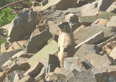Marmot in Glacier National Park, Montana