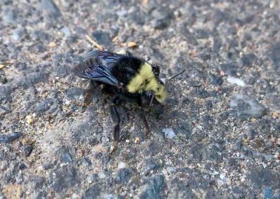 Fog-belt Bumble Bee near Folsom Lake, CA