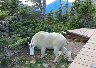 Mountain Goat in Glacier National Park, Montana