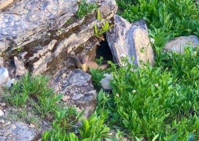 Stoat (Short-Tailed Weasel) in Glacier National Park, Montana