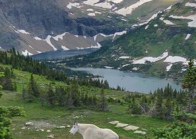 Mountain Goat in Glacier National Park, Montana