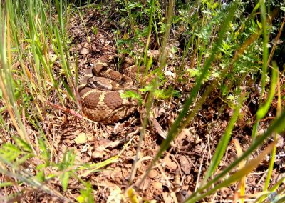 Mojave Rattlesnake near Cool, CA