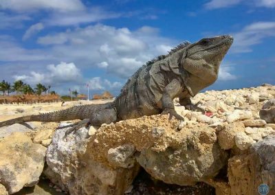 Iguana near Tulum, Yucatán, Mexico