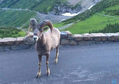 Bighorn Ram in Glacier National Park, Montana