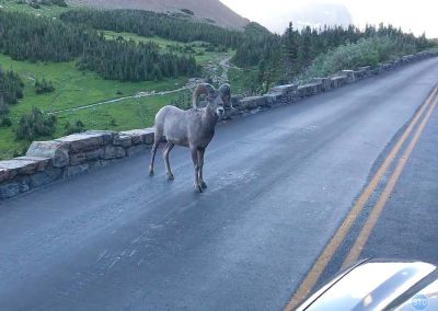 Bighorn Ram in Glacier National Park, Montana