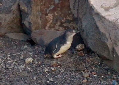 Little Penguins (Fairy Penguins) near Phillip Island, Australia