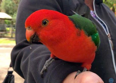 Australia King Parrot near Melbourne, Australia