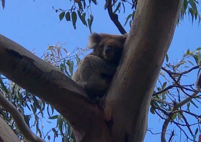 Koala near Melbourne, Australia