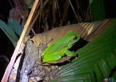 Green Tree Frog near Cairns, Australia