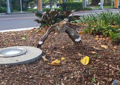 Bush Stone-Curlew in Cairns, Australia