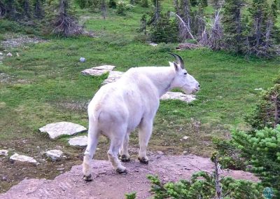 Mountain Goat in Glacier National Park, Montana