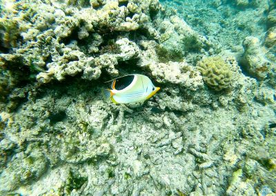 ??? fish in the Great Barrier Reef