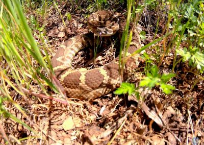 Mojave Rattlesnake near Cool, CA