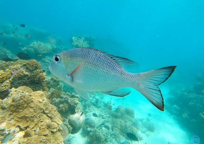 ??? fish in the Great Barrier Reef