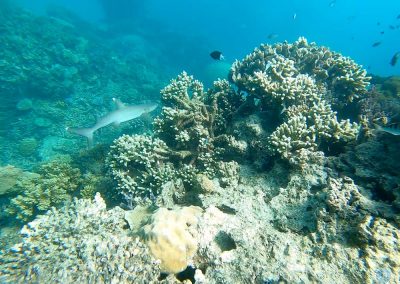White-tipped Reef Shark in Great Barrier Reef