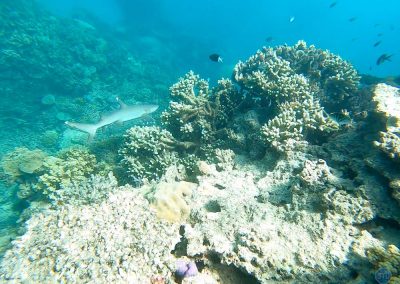 White-tipped Reef Shark in Great Barrier Reef