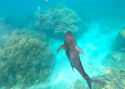 ??? fish in the Great Barrier Reef