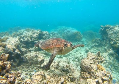 Green Turtle (or Hawksbill Turtle) in Great Barrier Reef